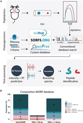 Ion Mobility Coupled to a Time-of-Flight Mass Analyzer Combined With Fragment Intensity Predictions Improves Identification of Classical Bioactive Peptides and Small Open Reading Frame-Encoded Peptides